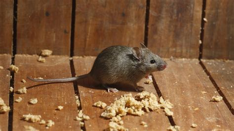 家里有老鼠代表什么 星巴巴港台